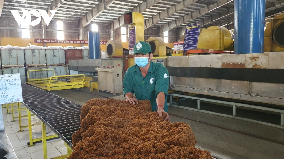 Đáp ứng quy định EUDR, ngành cao su tìm cách giải quyết vấn đề cao su tiểu điền